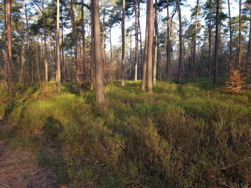 De week van Riejanne 10 2017